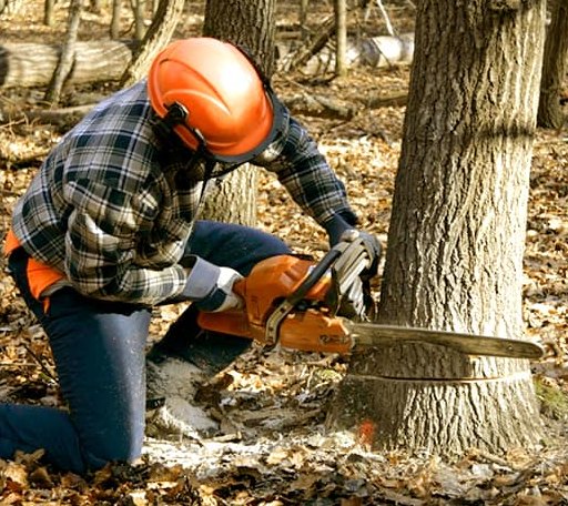 Tree Removal in Mills River, NC